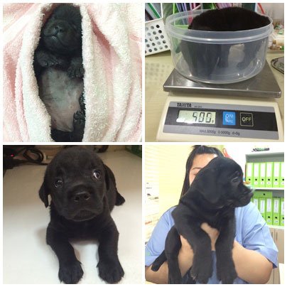 เทรชเชอร์ เด็กชายผู้รอดชีวิต (จากพยาธิเม็ดเลือด) เทรชเชอร์ เด็กชายผู้รอดชีวิต (จากพยาธิเม็ดเลือด)